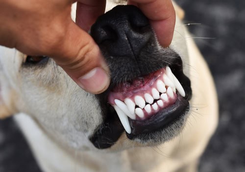 DentalPaws: Ratunek dla mojego psa!
